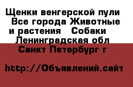 Щенки венгерской пули - Все города Животные и растения » Собаки   . Ленинградская обл.,Санкт-Петербург г.